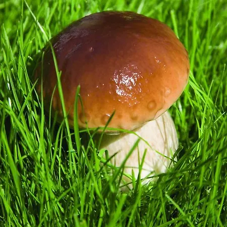 Terre Alte Buglio in Monte