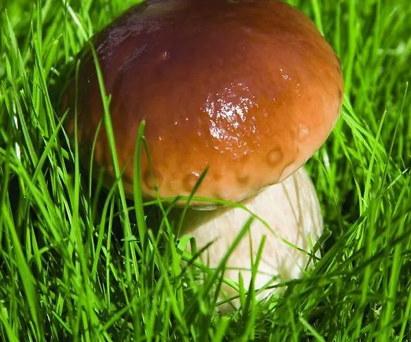 Terre Alte Buglio in Monte